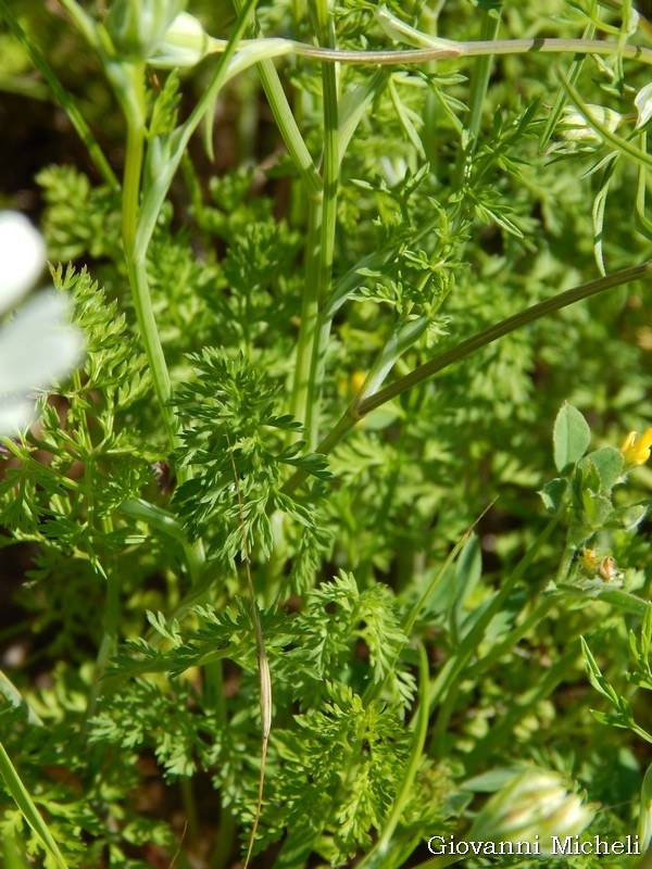 Orlaya grandiflora / Lappola bianca